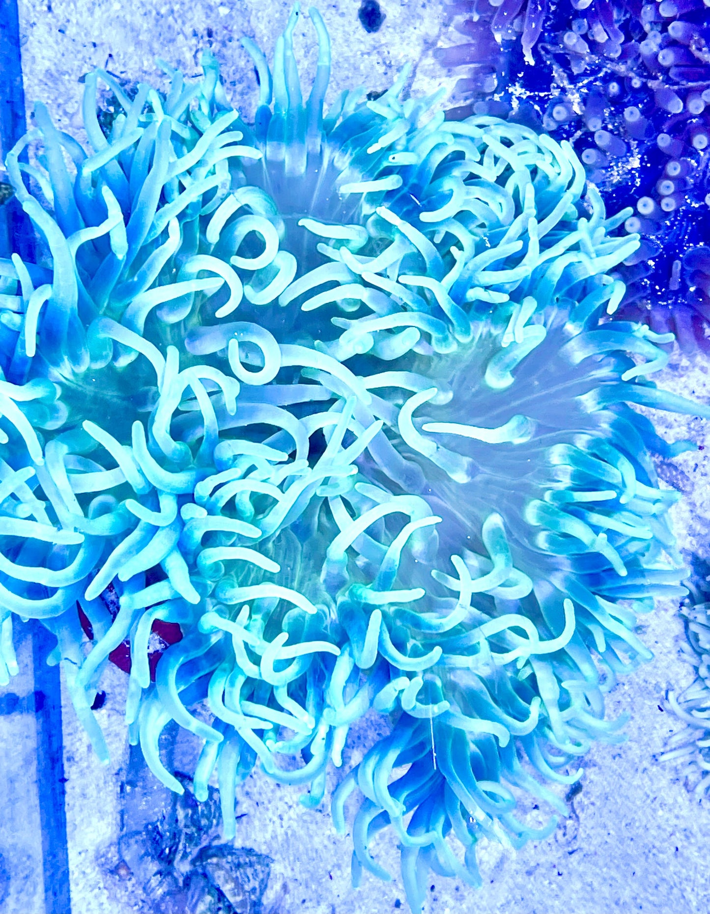 Long Tentacle Anemone Size ML: 5" to 7 "