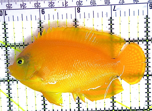 Herald's Angelfish HA042801 WYSIWYG Size: XL 4" approx
