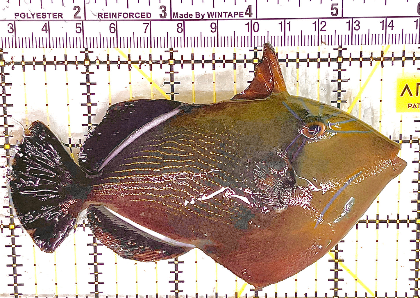 Black Triggerfish BT041302 WYSIWYG Size: XL 5" approx