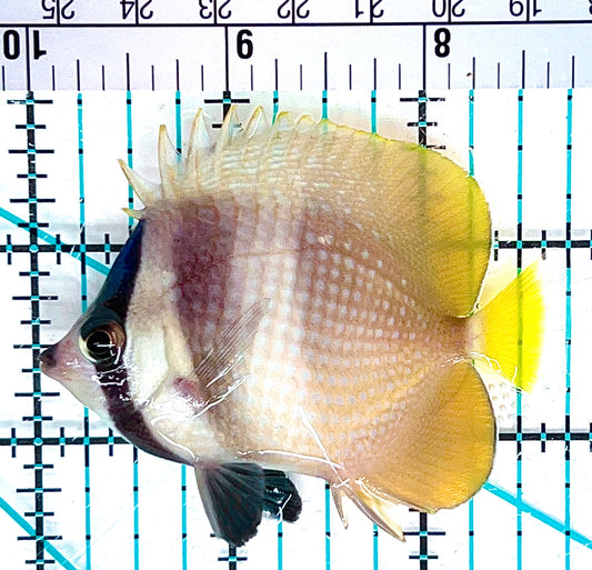 Klein's Butterflyfish KB051201 WYSIWYG Size: S 2.5” approx