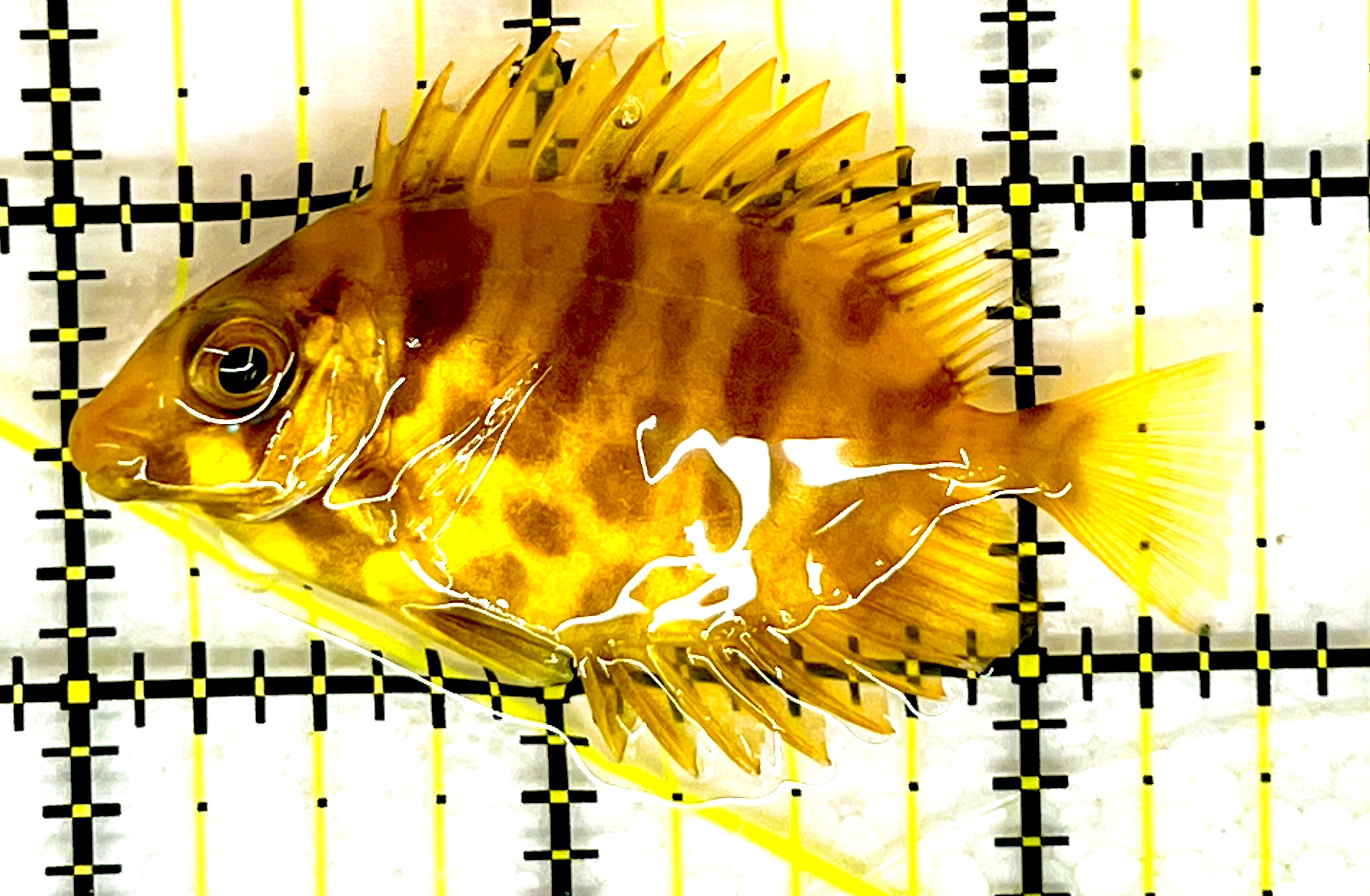 Golden Rabbitfish Size : S 2