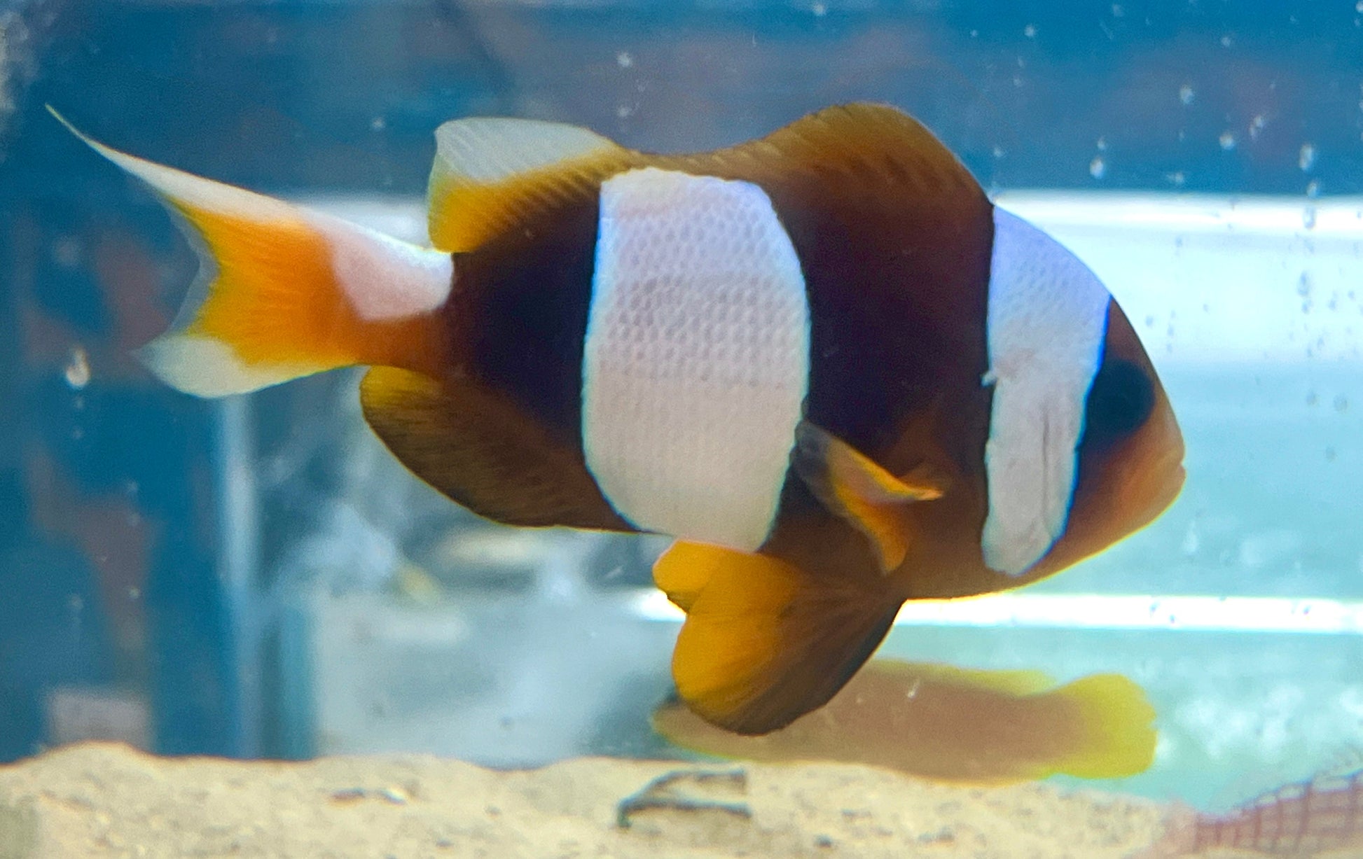 Rare Madagascar Clownfish (Amphiprion latifasciatus Wild Caught) RMC010117 WYSIWYG Size: Male 3" and Female 4.25" . Price is for a Pair. - Violet Aquarium 