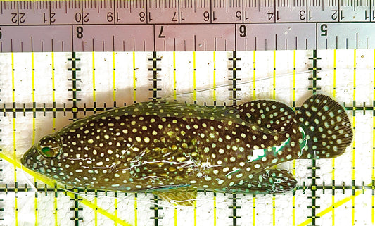 White Spotted Grouper WSG042801 WYSIWYG Size: L 4.25" approx