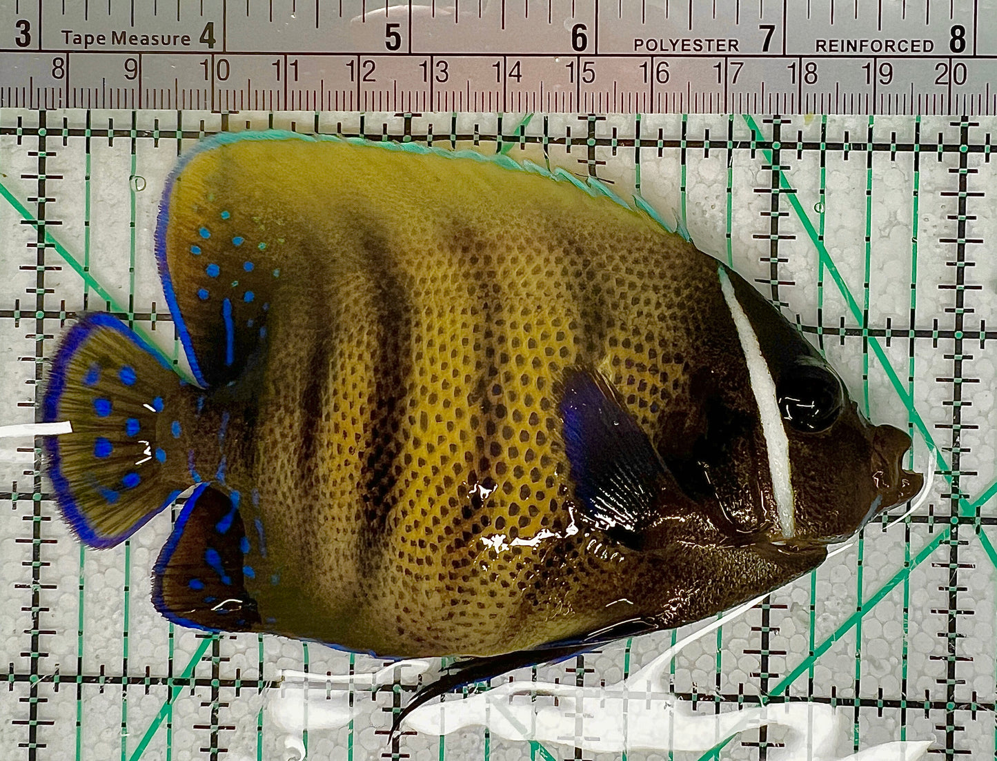 Sixbar Angelfish Adult SAA050601 WYSIWYG Size: L 4.75" approx