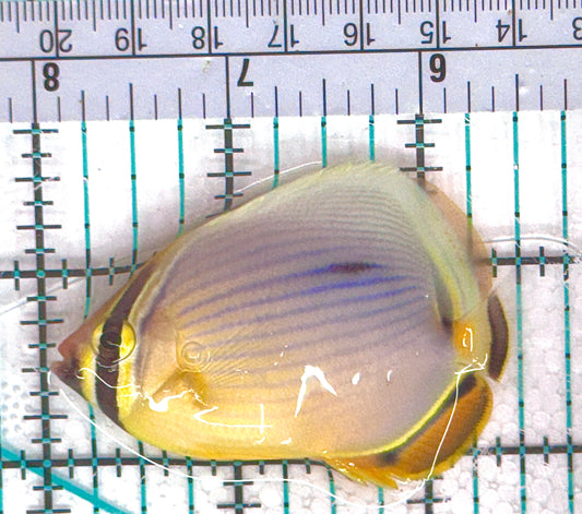 Melon Butterflyfish MB051102 WYSIWYG Size: M 2.5" approx