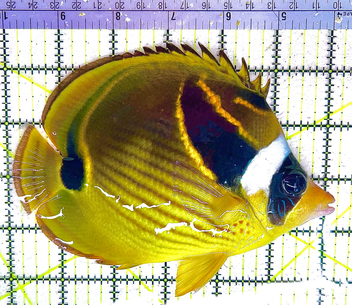 Raccoon Butterflyfish RB042801 WYSIWYG Size: XL 6" approx