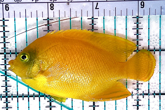 Herald's Angelfish HA051201 WYSIWYG Size: L 3.25" approx