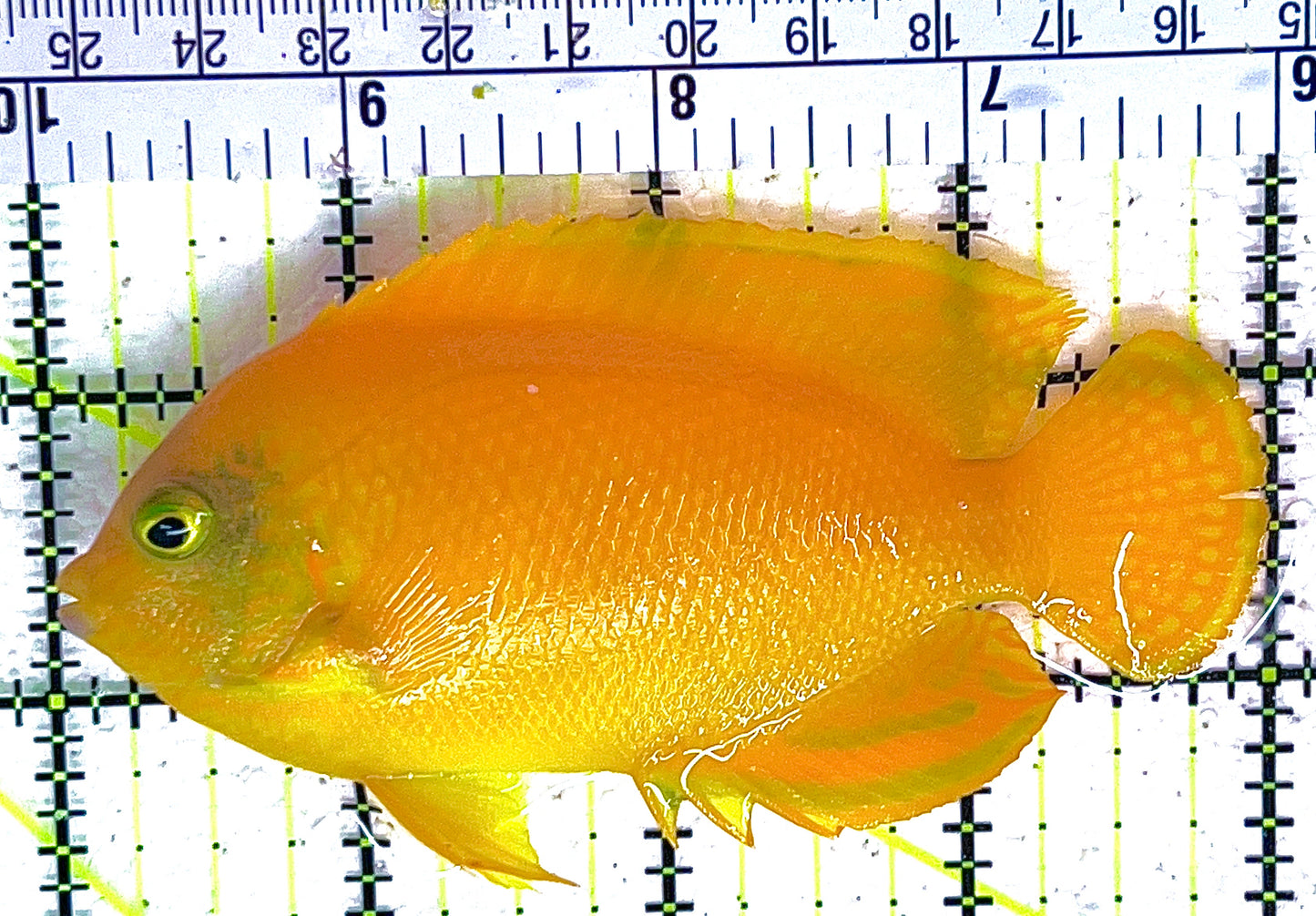 Herald's Angelfish HA042802 WYSIWYG Size: XL 4" approx