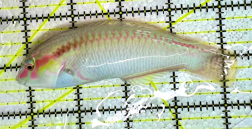 Zigzag Wrasse Size: XL 5" to 6"