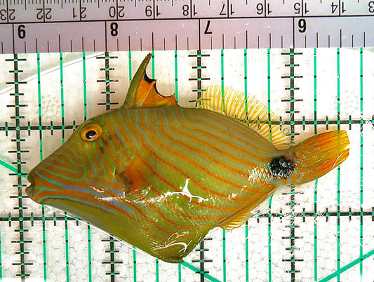 Undulated Triggerfish UT051201 WYSIWYG Size: M 3.5" approx