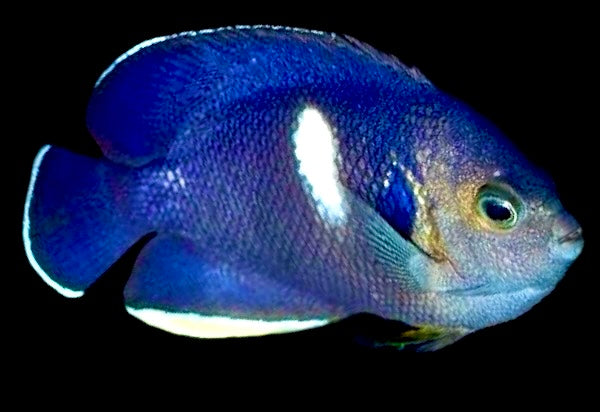 Keyhole Angelfish Size: L 3" to 4"