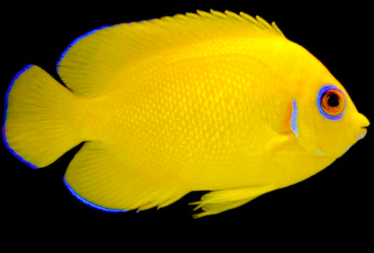 Lemonpeel Angelfish Size: L 3" to 4"