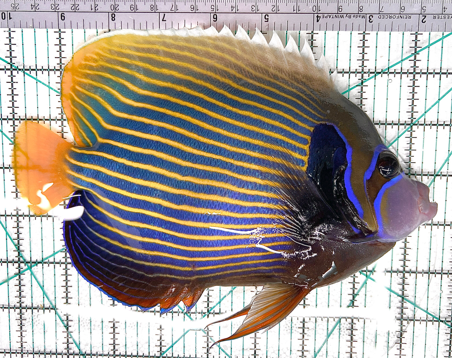 Emperor Angelfish Adult EAA050601 WYSIWYG Size: XXXL 9.75" approx
