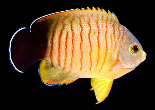 Eibli Angelfish Size: L 3.5" to 4.5"