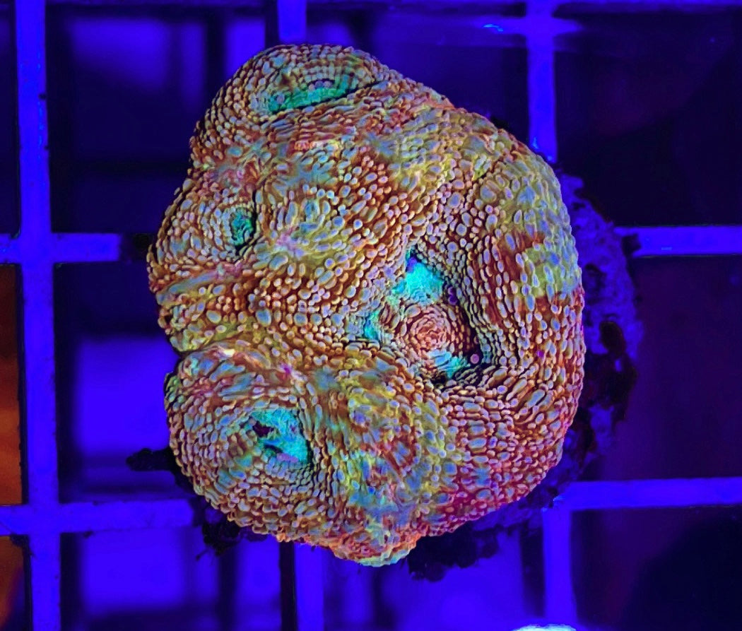 Acan Bowerbanki Red Size: L 2" to 3" Diamter Approx - Violet Aquarium 