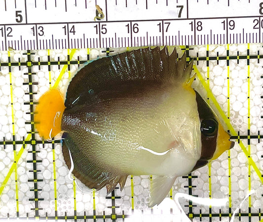 Singapore Angelfish SA040701 WYSIWYG Size: S 2.75" approx