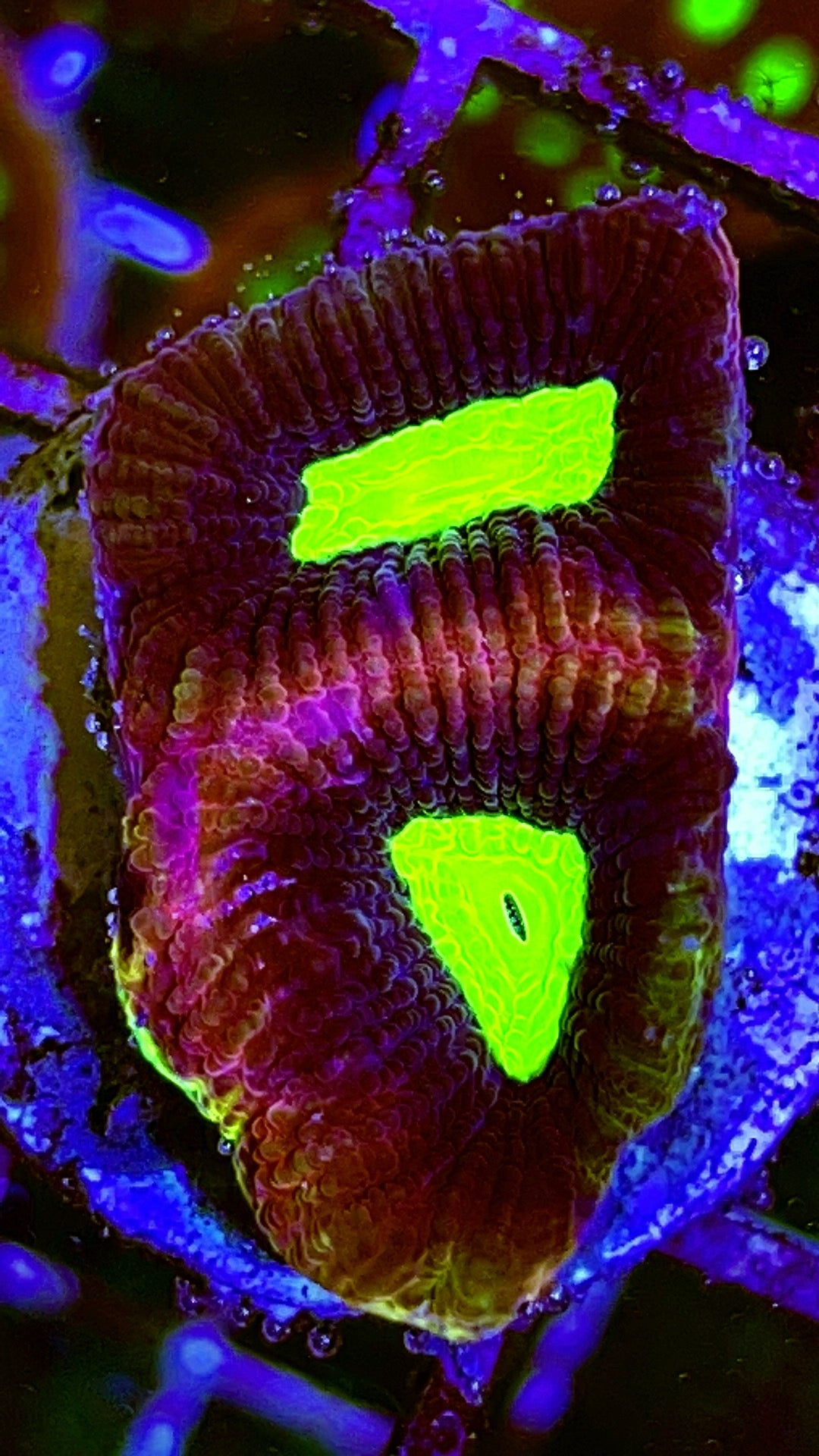 Dragon Soul Favia Size: M 0.75" to 1" Diamter Approx