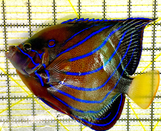 Blue Ring Angelfish Adult BRAA031601 WYSIWYG Size: XL 6" approx