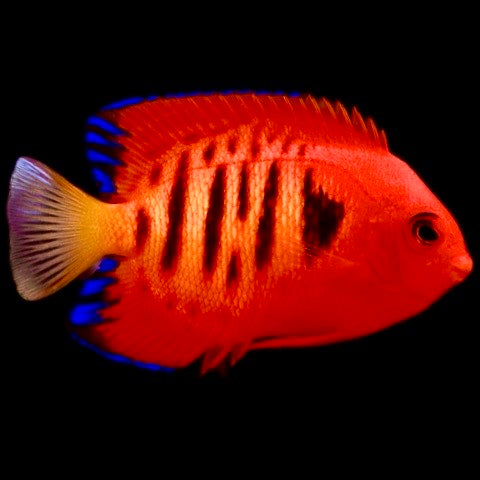 Flame Angelfish - Violet Aquarium 