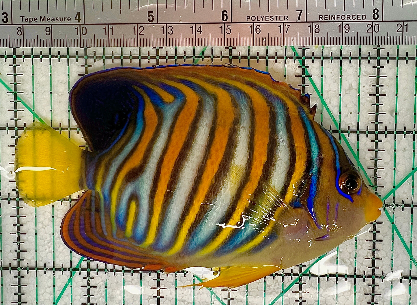 Regal Angelfish (Regular) RA050601 WYSIWYG Size: L 5.25" approx