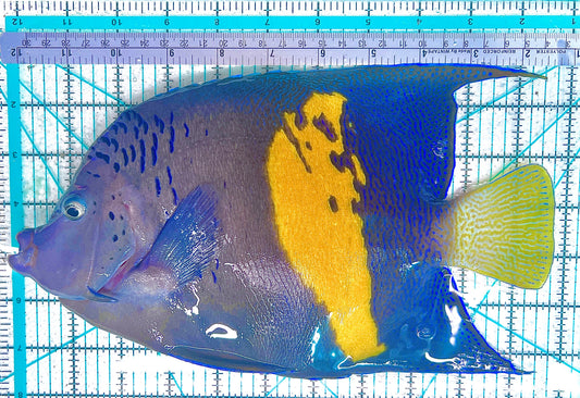 Maculosus Halfmoon Angelfish MHA042404 WYSIWYG Size: XXXL 10.75" approx