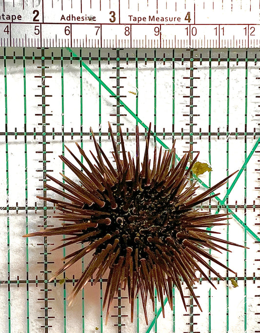 Pencil Urchin PU062701 WYSIWYG Size: M 3" approx