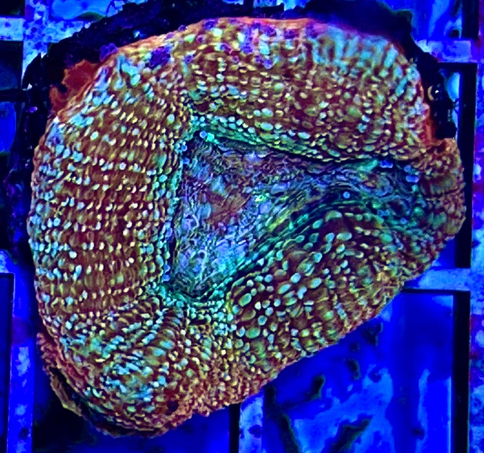 Acan Bowerbanki Green Size: L 2" to 3" Diamter Approx - Violet Aquarium 