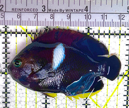 Keyhole Angelfish KA033101 WYSIWYG Size: L 3" approx