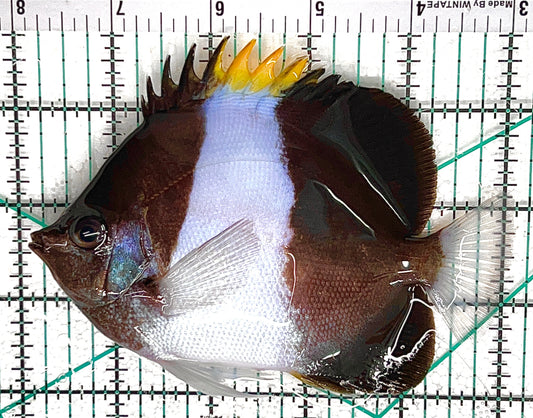 Black Zoster Butterflyfish BZB050601 WYSIWYG Size: L 5" approx