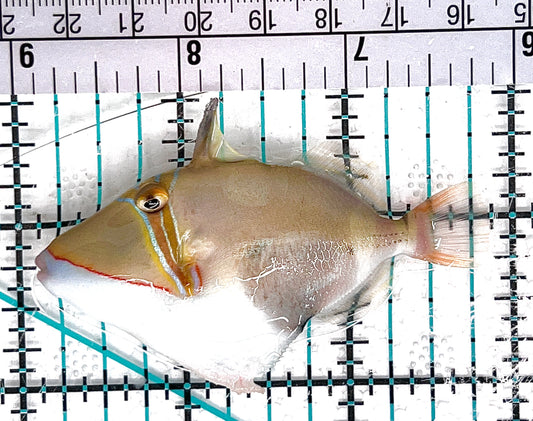 Bursa Triggerfish BT051202 WYSIWYG Size: ML 3.75" approx
