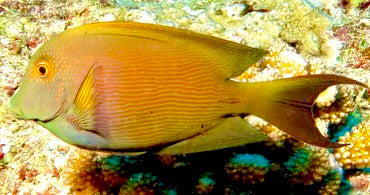 Striated Bristletooth Tang Size: XL 5" to  6"