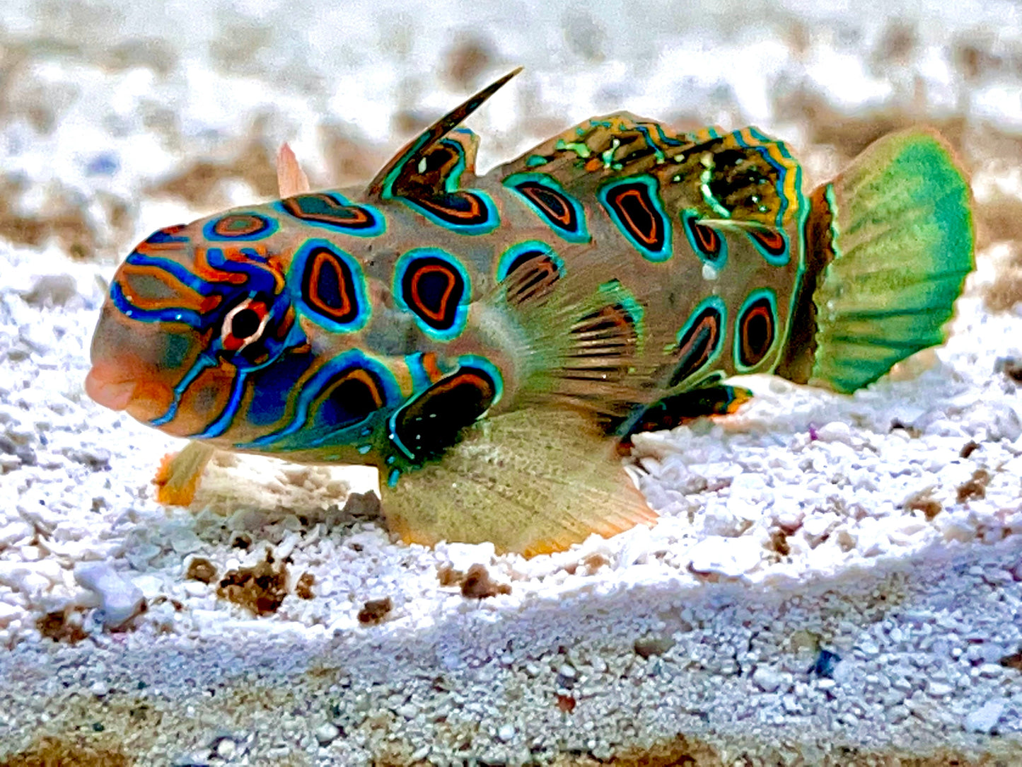 Spotted Mandarin Dragonet Size : L 2" to 2.5"