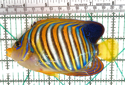 Regal Angelfish (Regular) RA050601 WYSIWYG Size: L 5.25" approx