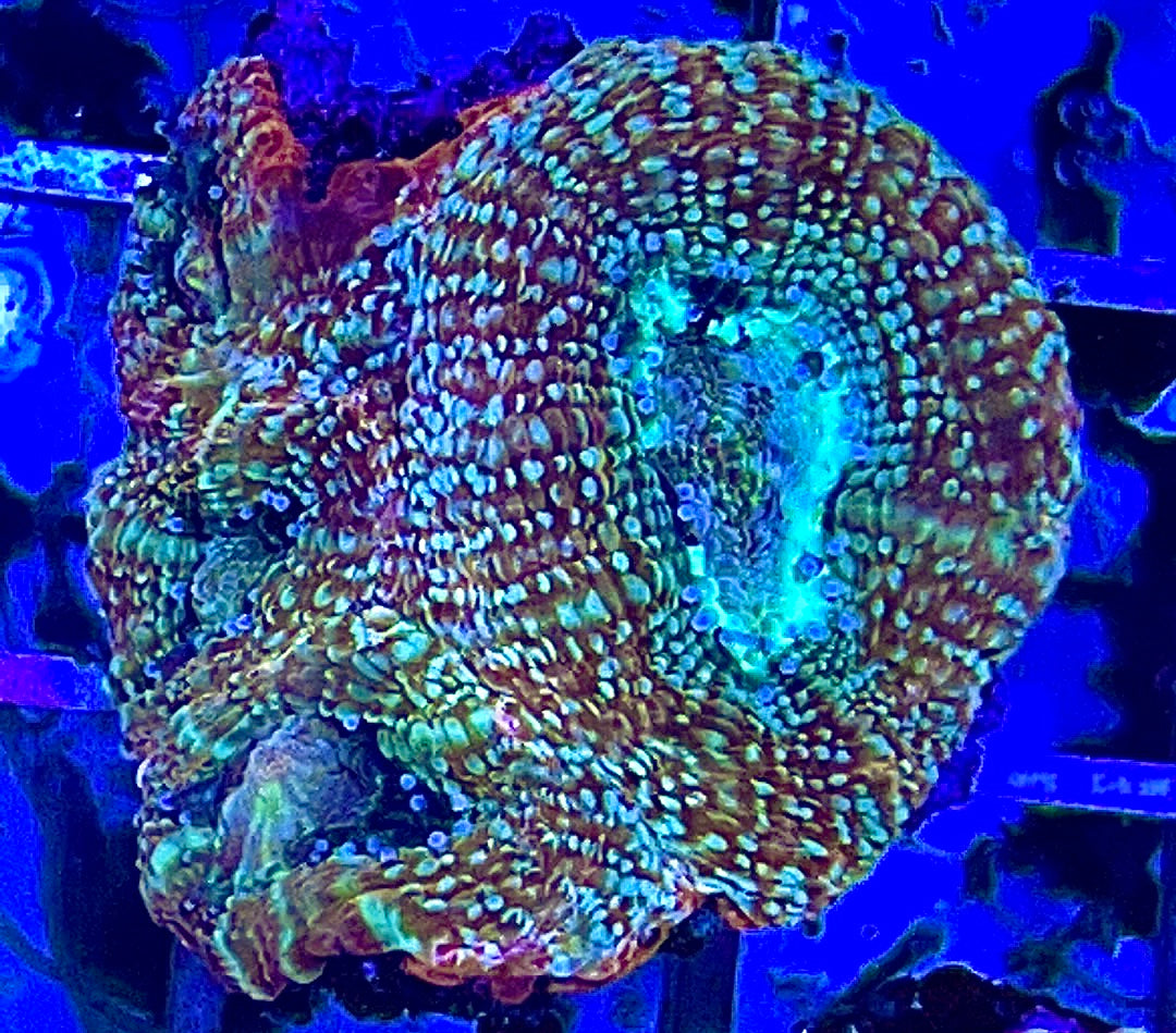Acan Bowerbanki Green Size: L 2" to 3" Diamter Approx - Violet Aquarium 
