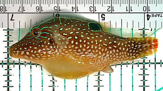 Pearl Toby Pufferfish PTP050601 WYSIWYG Size: L 3.25" approx