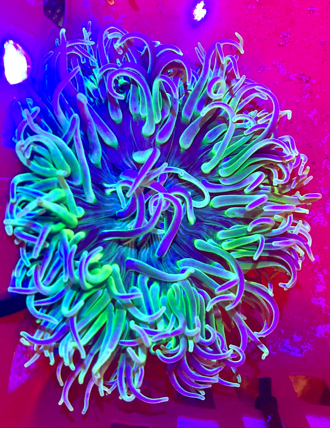 Long Tentacle Anemone Size L: 7" to 9"