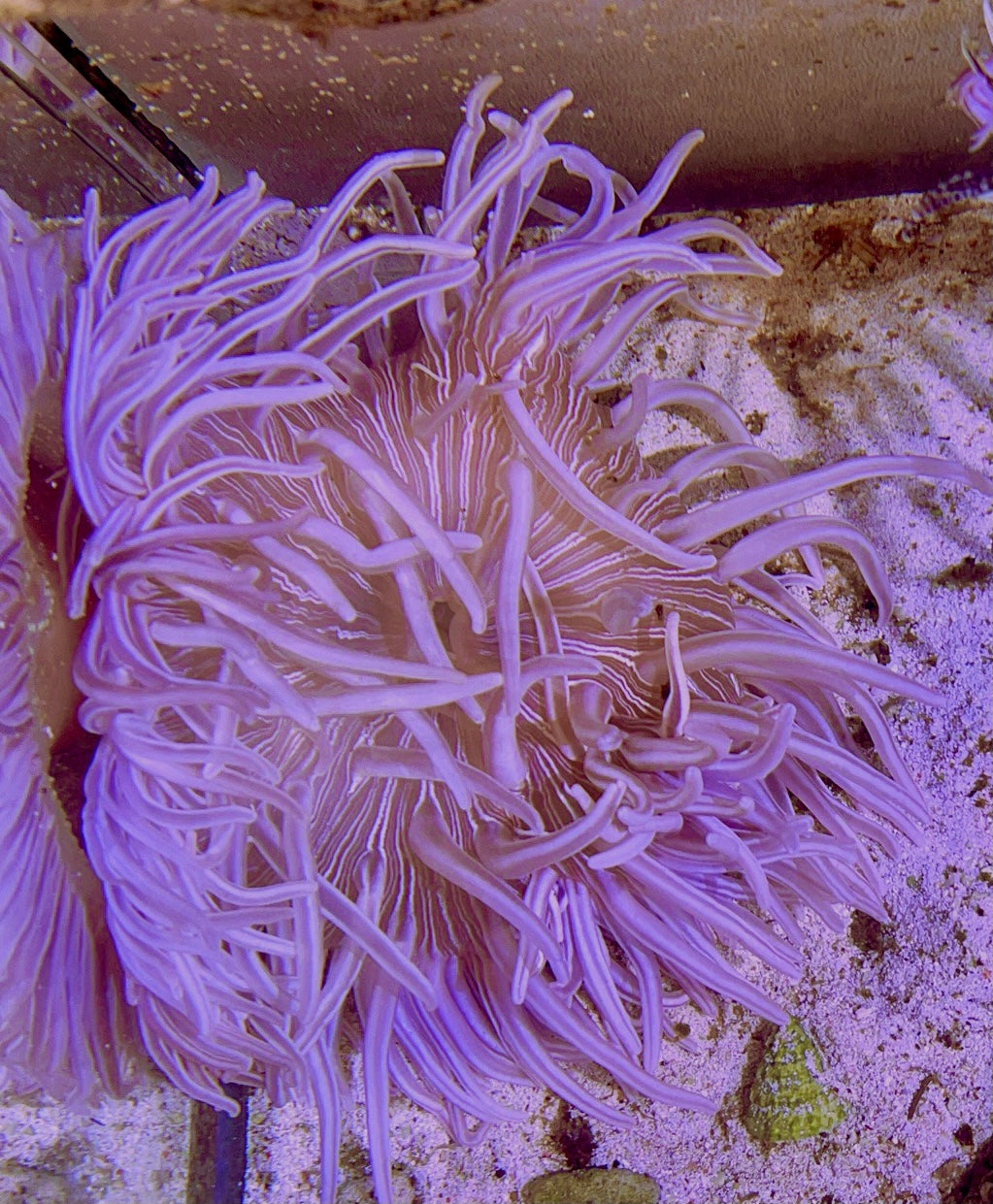 Long Tentacle Anemone Size L: 7" to 9"
