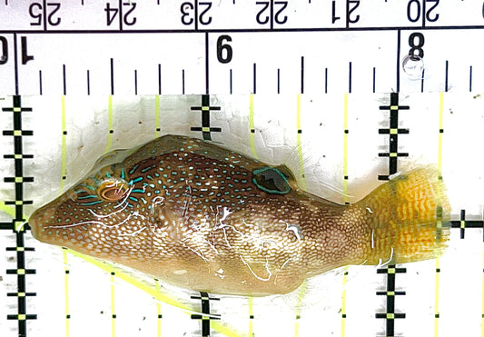 Sharpnose Toby Pufferfish STP042801 WYSIWYG Size: S 2.25" approx