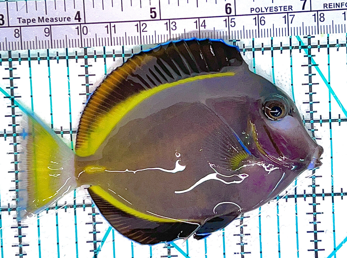 Gold Rim Tang GRT050603 WYSIWYG Size: L 4" approx