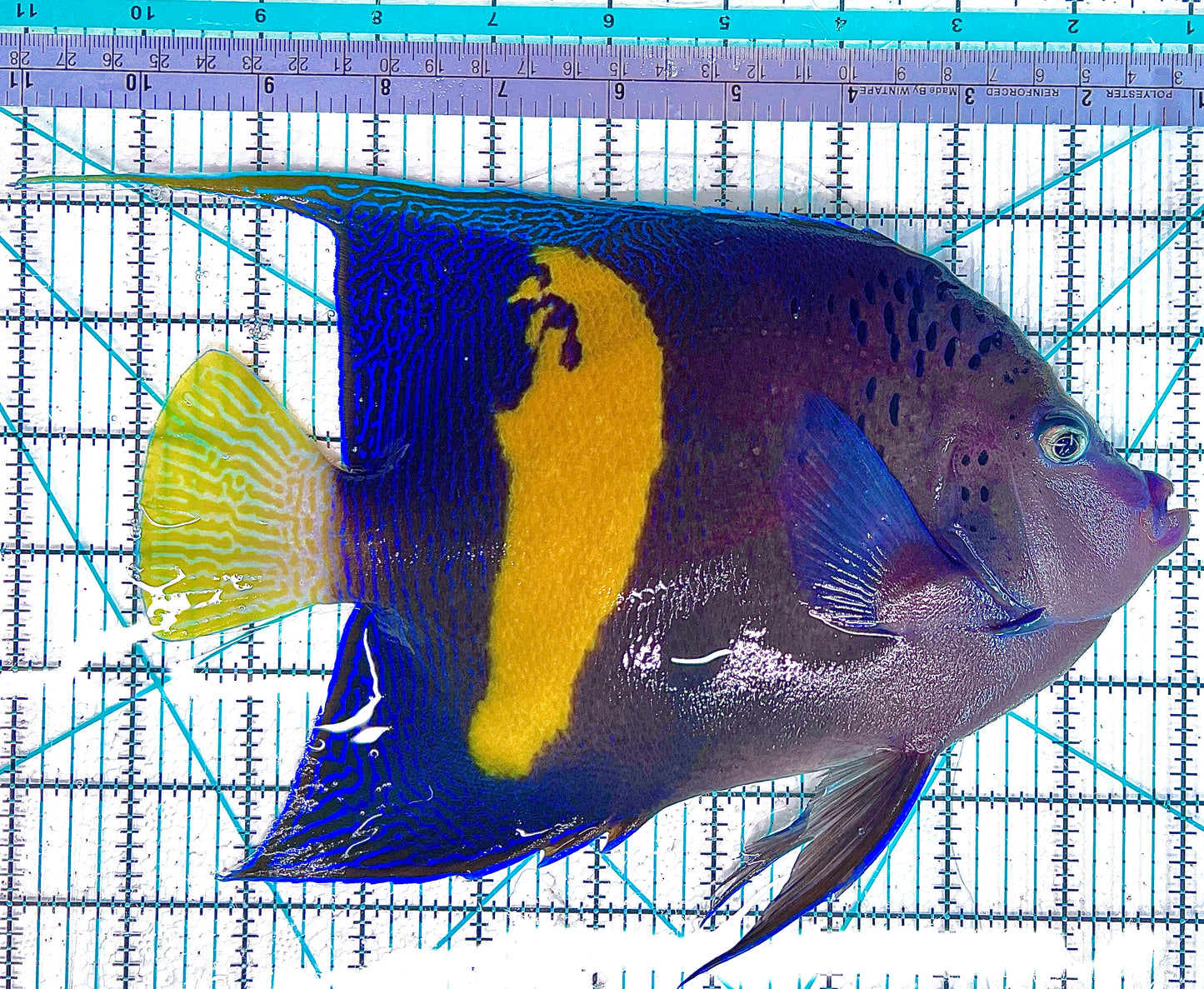 Maculosus Halfmoon Angelfish MHA042402 WYSIWYG Size: XXXL 9" approx