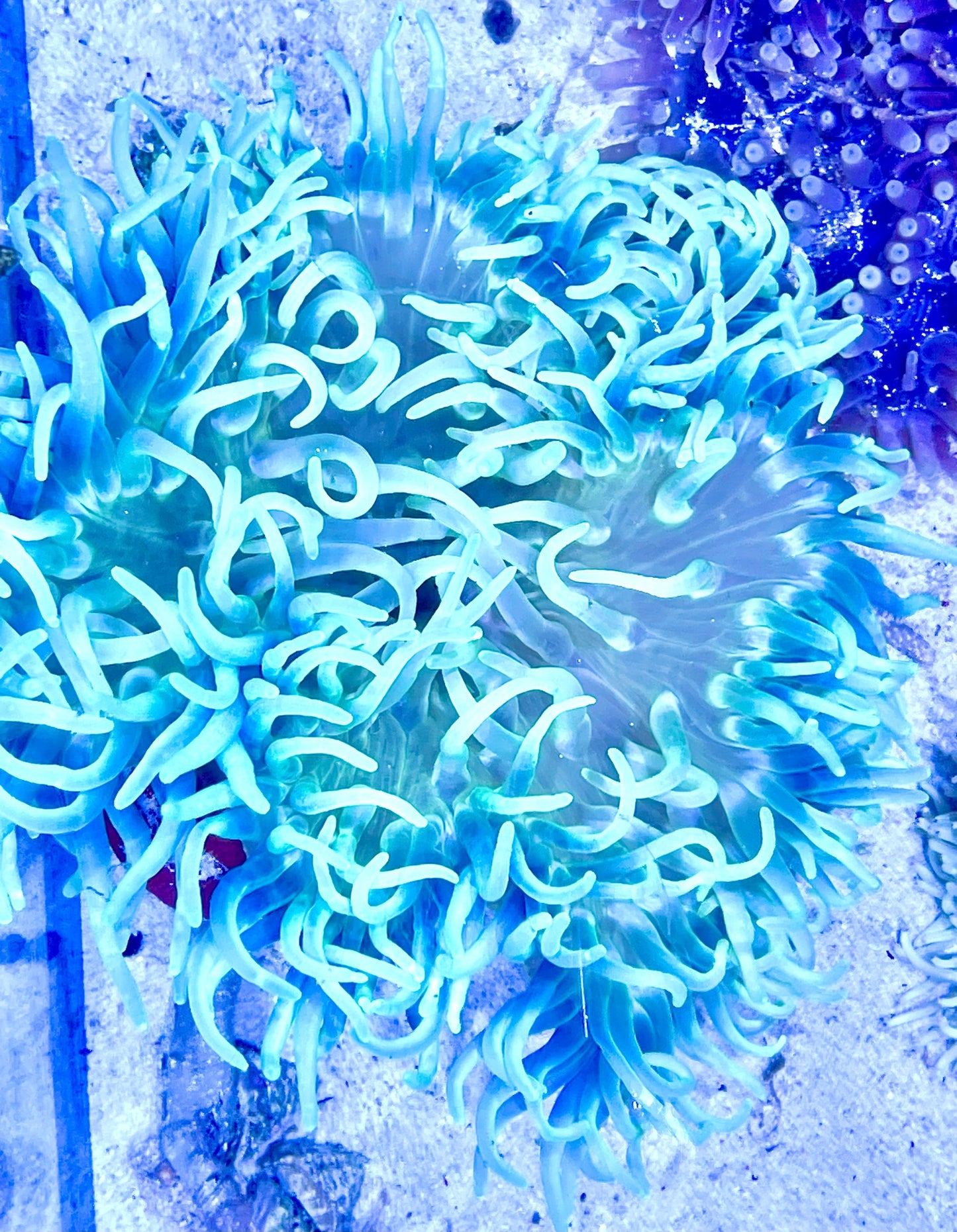 Long Tentacle Anemone Size XL: 9" to 11"