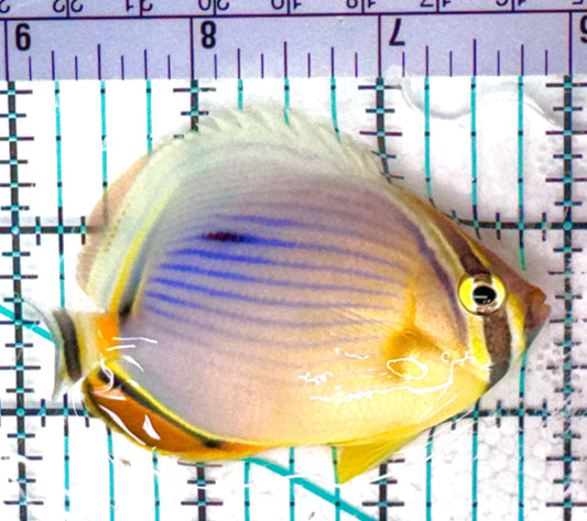 Melon Butterflyfish MB051103 WYSIWYG Size: M 2.75" approx