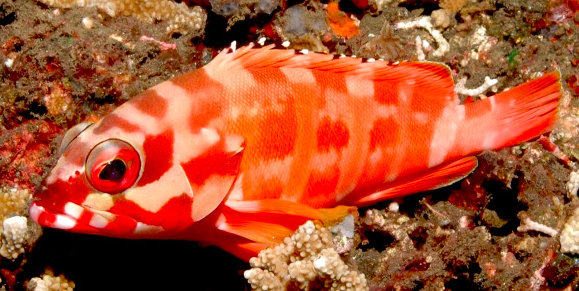 Black Tip Grouper Size: SM 2" to 3"