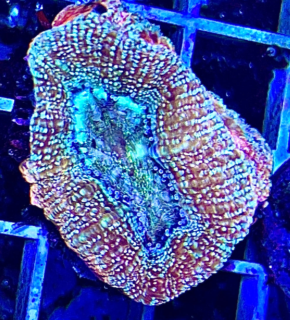 Acan Bowerbanki Green Size: L 2" to 3" Diamter Approx - Violet Aquarium 
