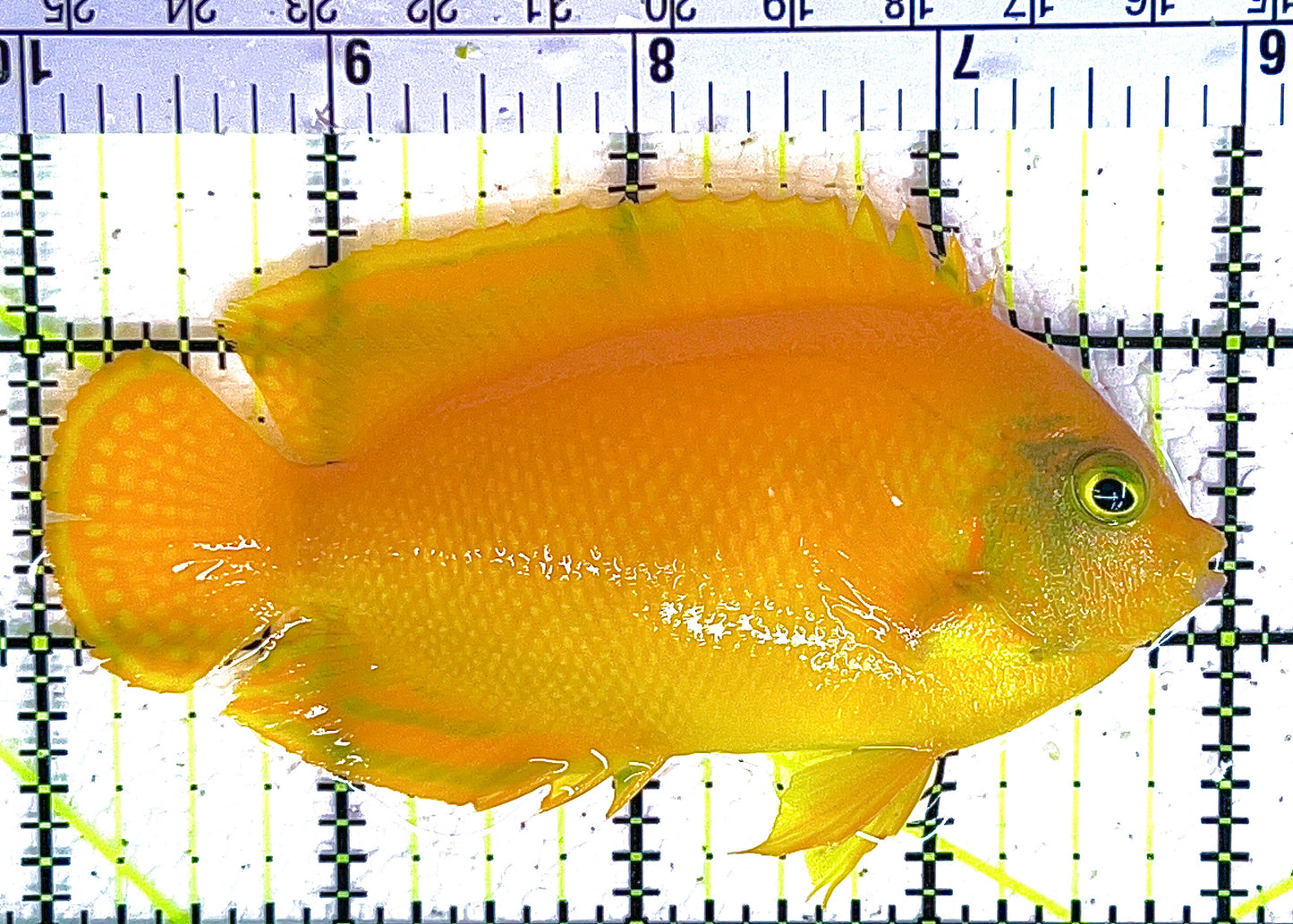Herald's Angelfish HA042802 WYSIWYG Size: XL 4" approx