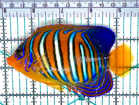 Regal Angelfish (Maldives) RA051101 WYSIWYG Size: L4.5" approx