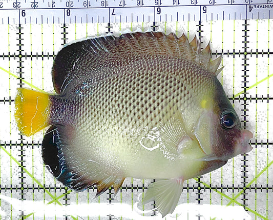 Cream Angelfish CA021101 WYSIWYG Size: XL 5" approx