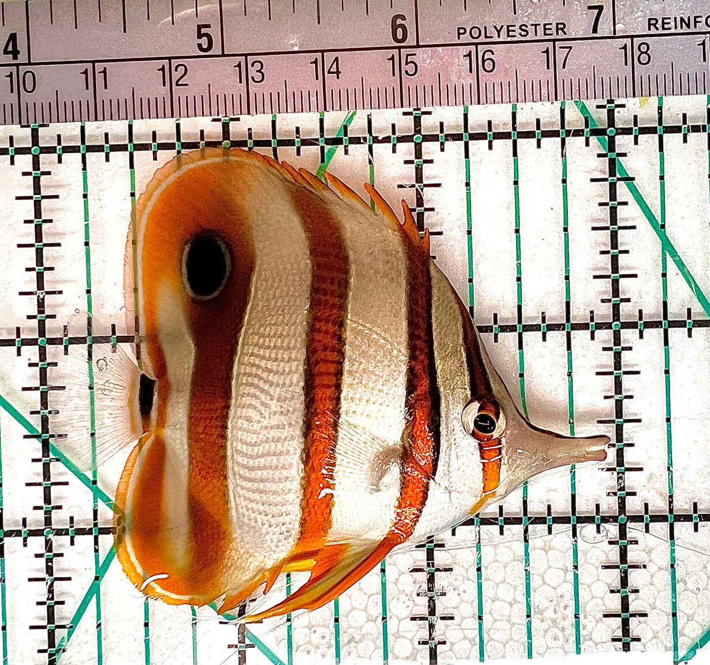 Copperband Butterflyfish CB050604 WYSIWYG Size: M 3" approx