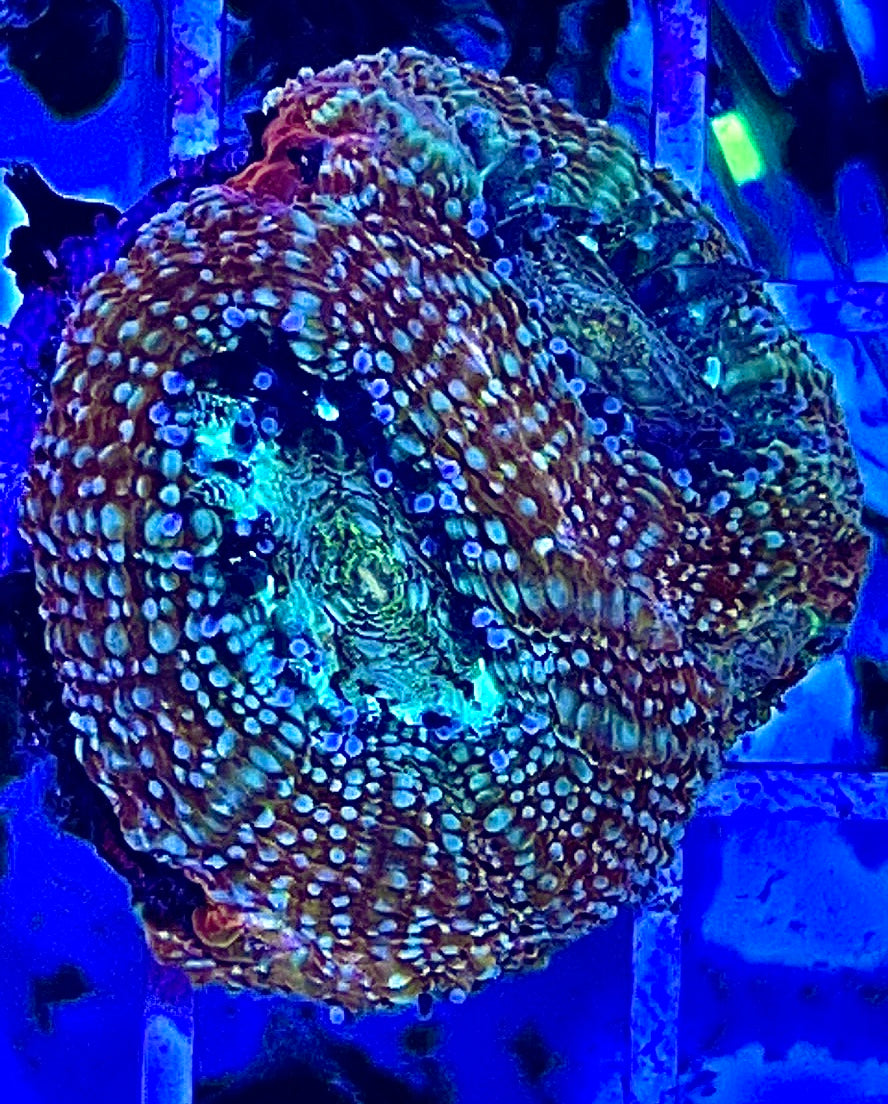Acan Bowerbanki Green Size: L 2" to 3" Diamter Approx - Violet Aquarium 
