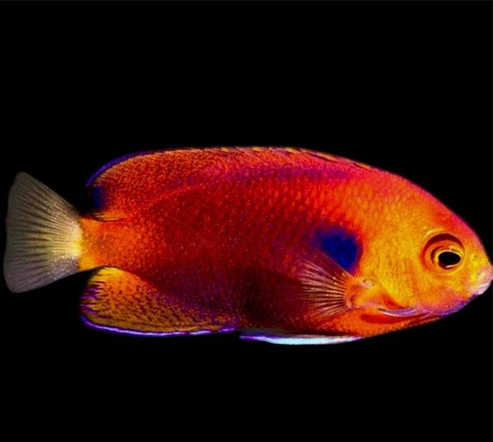 Fisher's Angelfish – Violet Aquarium